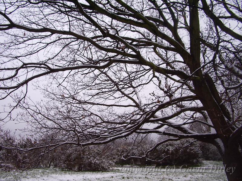 Tree patterns, Snow, Blackheath IMGP7534.JPG
